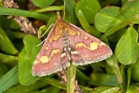Attēlu rezultāti vaicājumam “Pyrausta purpuralis”