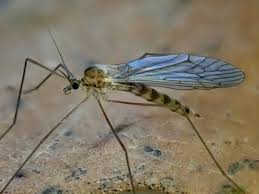 Attēlu rezultāti vaicājumam “Trichocera regelationis”