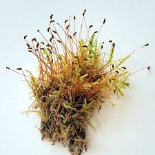 Attēlu rezultāti vaicājumam “Sanionia uncinata  sporophyte”