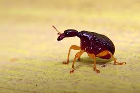 Attēlu rezultāti vaicājumam “Attelabidae”