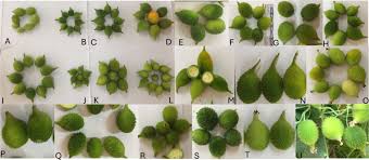 Attēlu rezultāti vaicājumam “Carex dioica fruit”