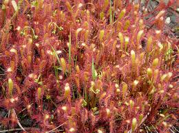 Attēlu rezultāti vaicājumam “Drosera anglica fruit”