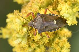 Attēlu rezultāti vaicājumam “Pinthaeus sanguinipes”