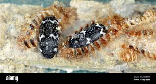 Attēlu rezultāti vaicājumam “Megatoma undata”