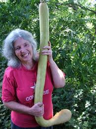 Image result for tromboncino