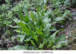 Attēlu rezultāti vaicājumam “Rumex hydrolapathum fruit”