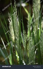 Attēlu rezultāti vaicājumam “Calamagrostis arundinacea”