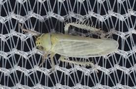 Attēlu rezultāti vaicājumam “Macrosteles sp.”