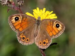 Attēlu rezultāti vaicājumam “Lasiommata maera underside”