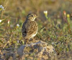 Image result for Calandrella rufescens