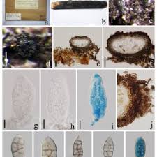 Attēlu rezultāti vaicājumam “Cystocoleus ebeneus”