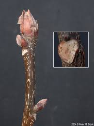 Attēlu rezultāti vaicājumam “Carya ovata leaf”