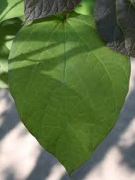 Attēlu rezultāti vaicājumam “Catalpa ovata leaf”