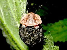 Attēlu rezultāti vaicājumam “Oiceoptoma thoracicum”