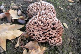Image result for Podoscypha multizonata