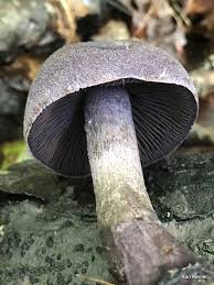 Attēlu rezultāti vaicājumam “Cortinarius violaceus”