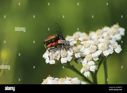 Attēlu rezultāti vaicājumam “Anastrangalia sanguinolenta”