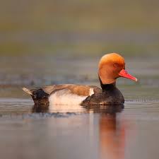 Image result for Netta rufina