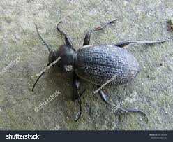 Attēlu rezultāti vaicājumam “Carabus hortensis”