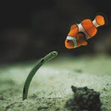 Image result for Darwen Snorkelling Club