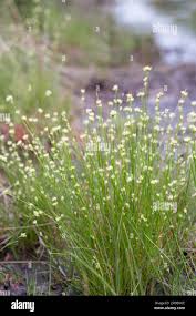Attēlu rezultāti vaicājumam “Rhynchospora alba flower”