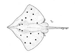 Image result for Dipturus intermedius