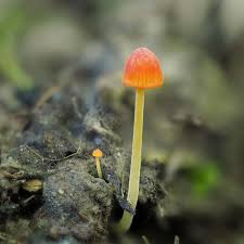 Attēlu rezultāti vaicājumam “Mycena acicula”
