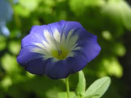 Image result for Convolvulus tricolor