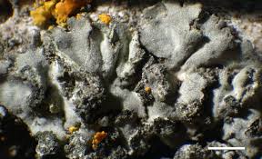 Attēlu rezultāti vaicājumam “Phaeophyscia orbicularis”