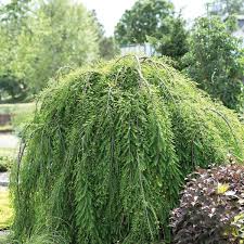 Attēlu rezultāti vaicājumam “Taxodium distichum”