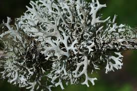 Attēlu rezultāti vaicājumam “Pseudevernia furfuracea”