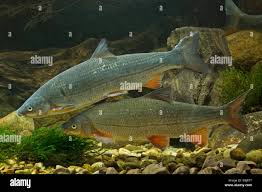 Image result for Chondrostoma nasus