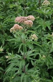 Image result for Eupatorium cannabinum