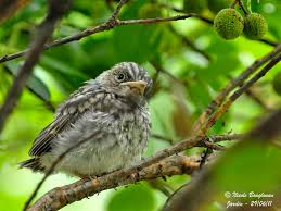 Attēlu rezultāti vaicājumam “Muscicapa striata”