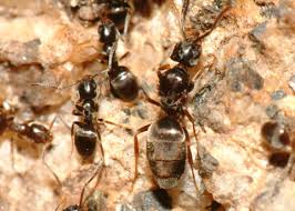 Attēlu rezultāti vaicājumam “Badhamiopsis ainoae sessile”