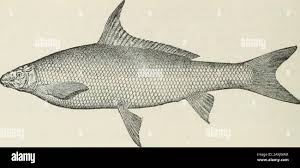 Image result for Carpiodes velifer