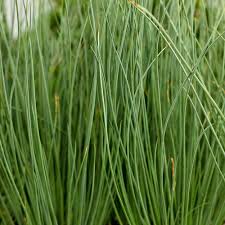 Attēlu rezultāti vaicājumam “Juncus inflexus”