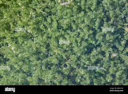 Attēlu rezultāti vaicājumam “Chara aspera male”