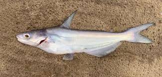 Image result for Ictalurus furcatus