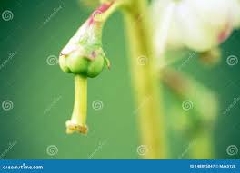 Attēlu rezultāti vaicājumam “Andromeda polifolia fruit”