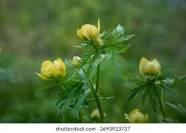 Attēlu rezultāti vaicājumam “Trollius europaeus bud”