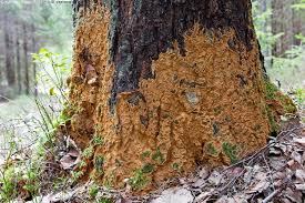 Attēlu rezultāti vaicājumam “Asterodon ferruginosus”