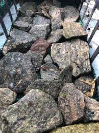 Attēlu rezultāti vaicājumam “Chiloscyphus polyanthos”