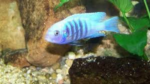 Risultati immagini per cynotilapia pulpican