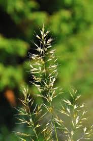 Attēlu rezultāti vaicājumam “Trisetum flavescens flower”