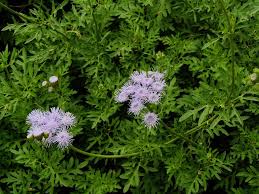 Attēlu rezultāti vaicājumam “Craterium minutum stalked”