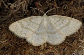 Attēlu rezultāti vaicājumam “Cabera exanthemata male”