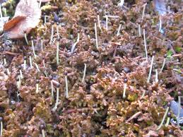 Attēlu rezultāti vaicājumam “Ptilidium pulcherrimum sporophyte”