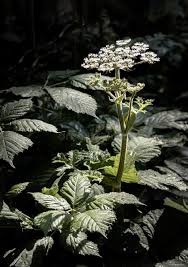 Attēlu rezultāti vaicājumam “Angelica sylvestris leaf”