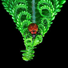 Attēlu rezultāti vaicājumam “Schizotus pectinicornis larva”